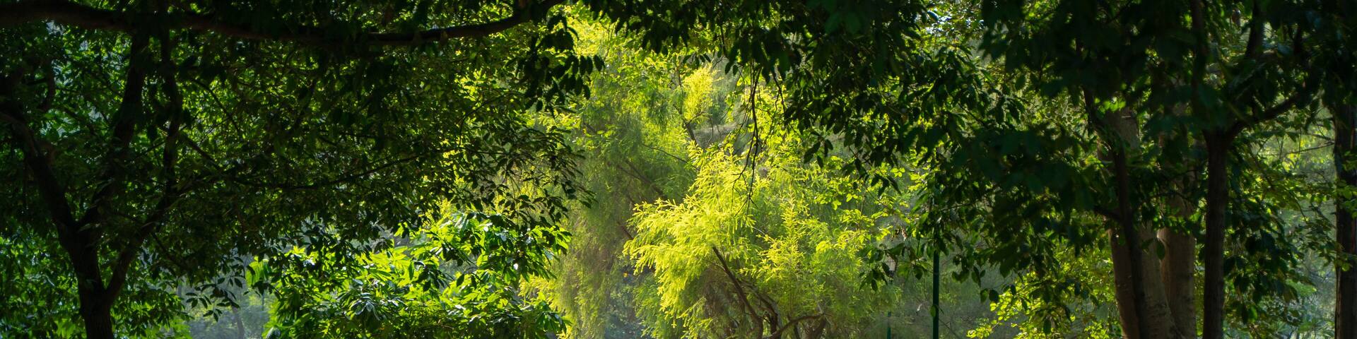Lodhi Garden located in New Delhi, India