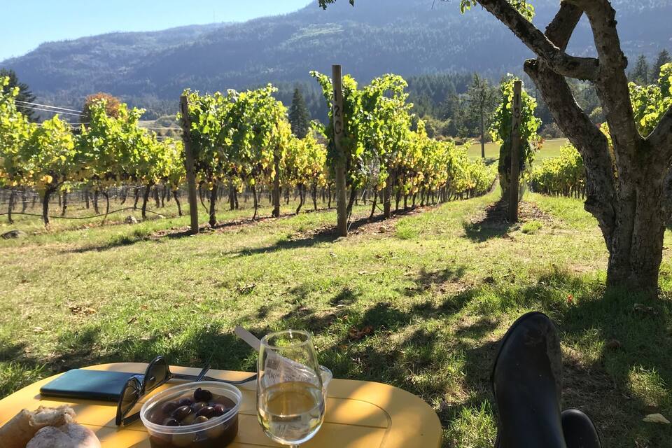 Viñedo con hileras de vides y una mesa con comida y bebida.