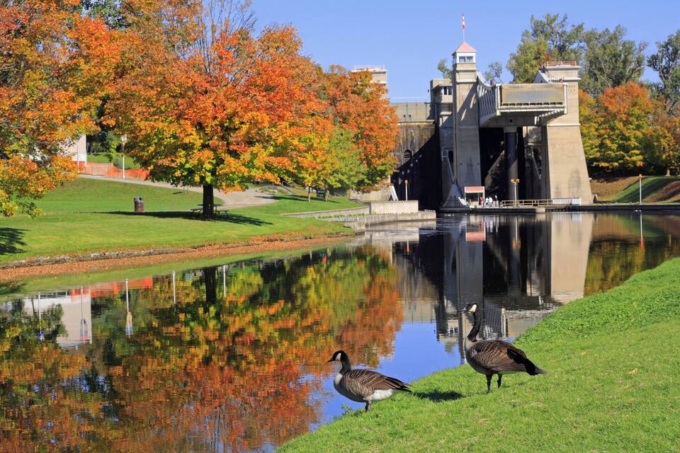 A duck by a pond with autumn trees and a bridge in the background.