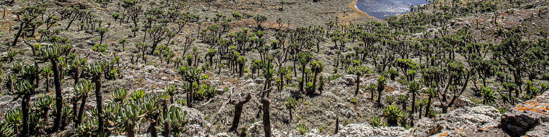 Mount Elgon National Park, Uganda. A rich biodiverse area of protected wildlife used by hikers and protected by rangers.
