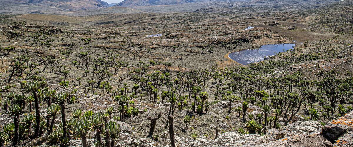 A desert landscape with sparse vegetation, rocky terrain, and distant mountains under a clear sky.