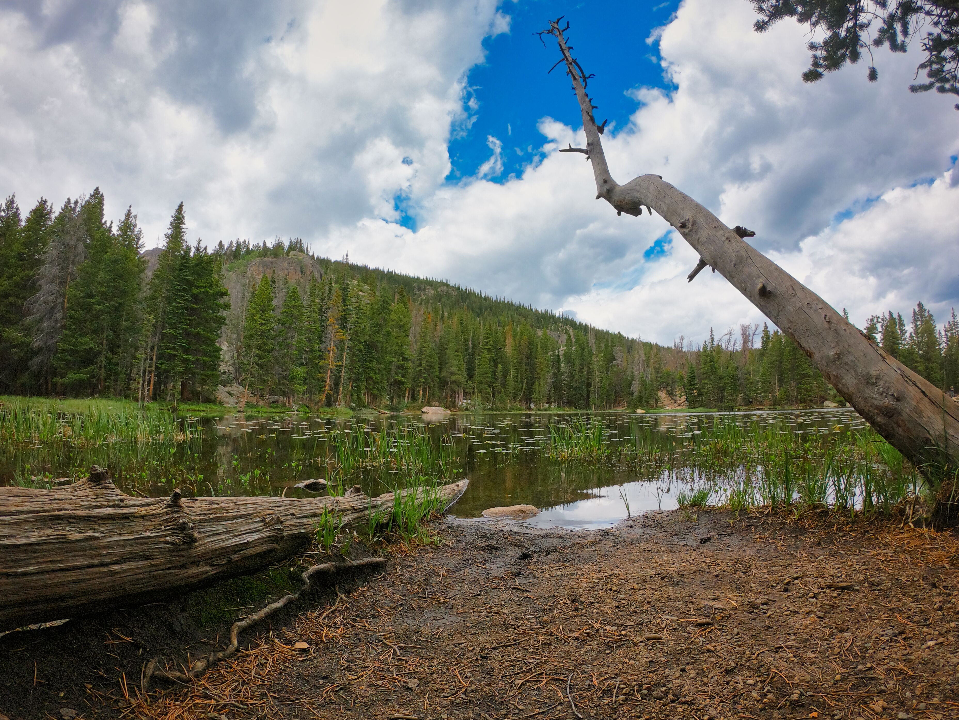 Nymph lake in rocky mountain national park colorado. Tree limb reaches out over the lake which is filled will green and lilly pads. Beautiful rockies visible in background