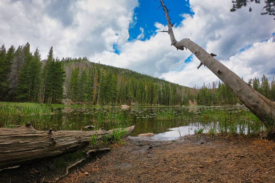 A forested landscape with a fallen tree, a lake, and a clear sky.