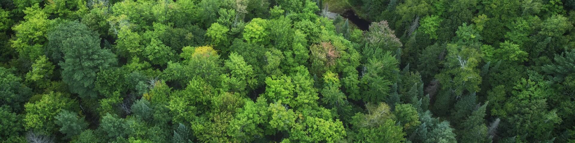 Aerial over crown land wilderness of in Tory Hill, Highlands East, Ontario, Canada. A clearing in the evergreens near Buckskin Lake, on an cloudy, late summer afternoon.