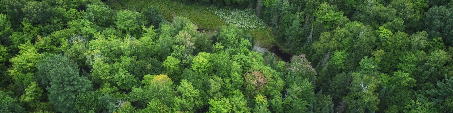 Aerial over crown land wilderness of in Tory Hill, Highlands East, Ontario, Canada. A clearing in the evergreens near Buckskin Lake, on an cloudy, late summer afternoon.