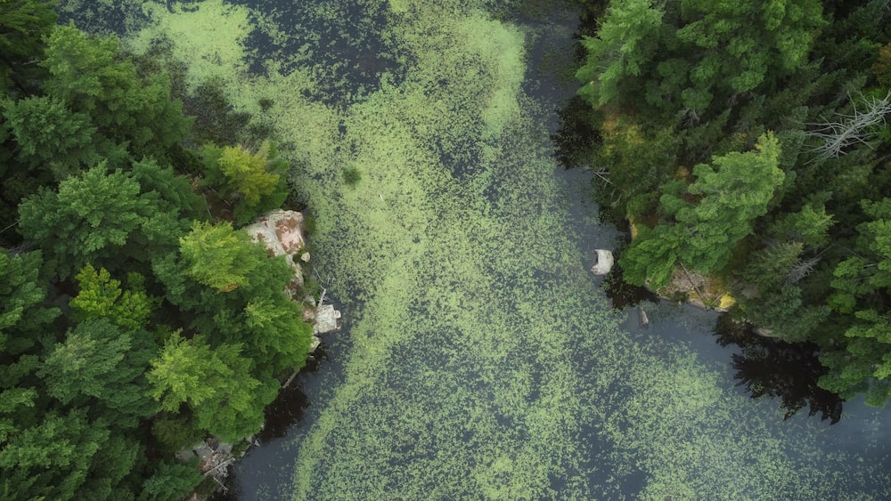 Aerial over expansive wilderness of crown land in Tory Hill, Highlands East, southern Ontario, Canada. A marshy inlet of Buckskin Lake, on an cloudy, late summer afternoon. Lilies, algae, evergreens.