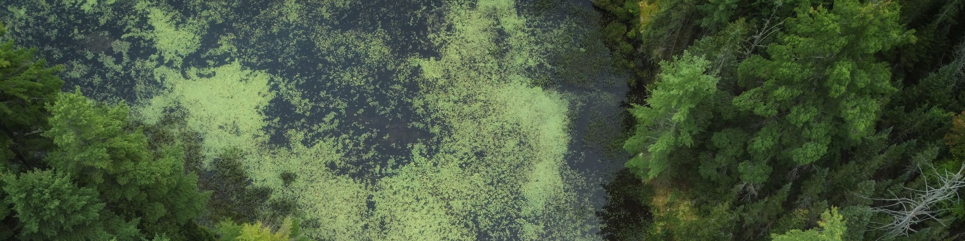 Aerial over expansive wilderness of crown land in Tory Hill, Highlands East, southern Ontario, Canada. A marshy inlet of Buckskin Lake, on an cloudy, late summer afternoon. Lilies, algae, evergreens.
