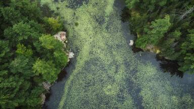 Aerial over expansive wilderness of crown land in Tory Hill, Highlands East, southern Ontario, Canada. A marshy inlet of Buckskin Lake, on an cloudy, late summer afternoon. Lilies, algae, evergreens.