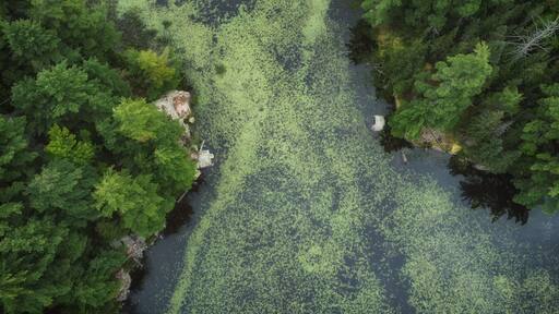 Aerial over expansive wilderness of crown land in Tory Hill, Highlands East, southern Ontario, Canada. A marshy inlet of Buckskin Lake, on an cloudy, late summer afternoon. Lilies, algae, evergreens.