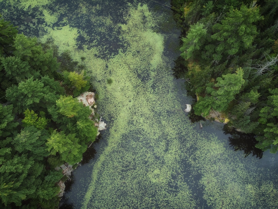 Aerial over expansive wilderness of crown land in Tory Hill, Highlands East, southern Ontario, Canada. A marshy inlet of Buckskin Lake, on an cloudy, late summer afternoon. Lilies, algae, evergreens.