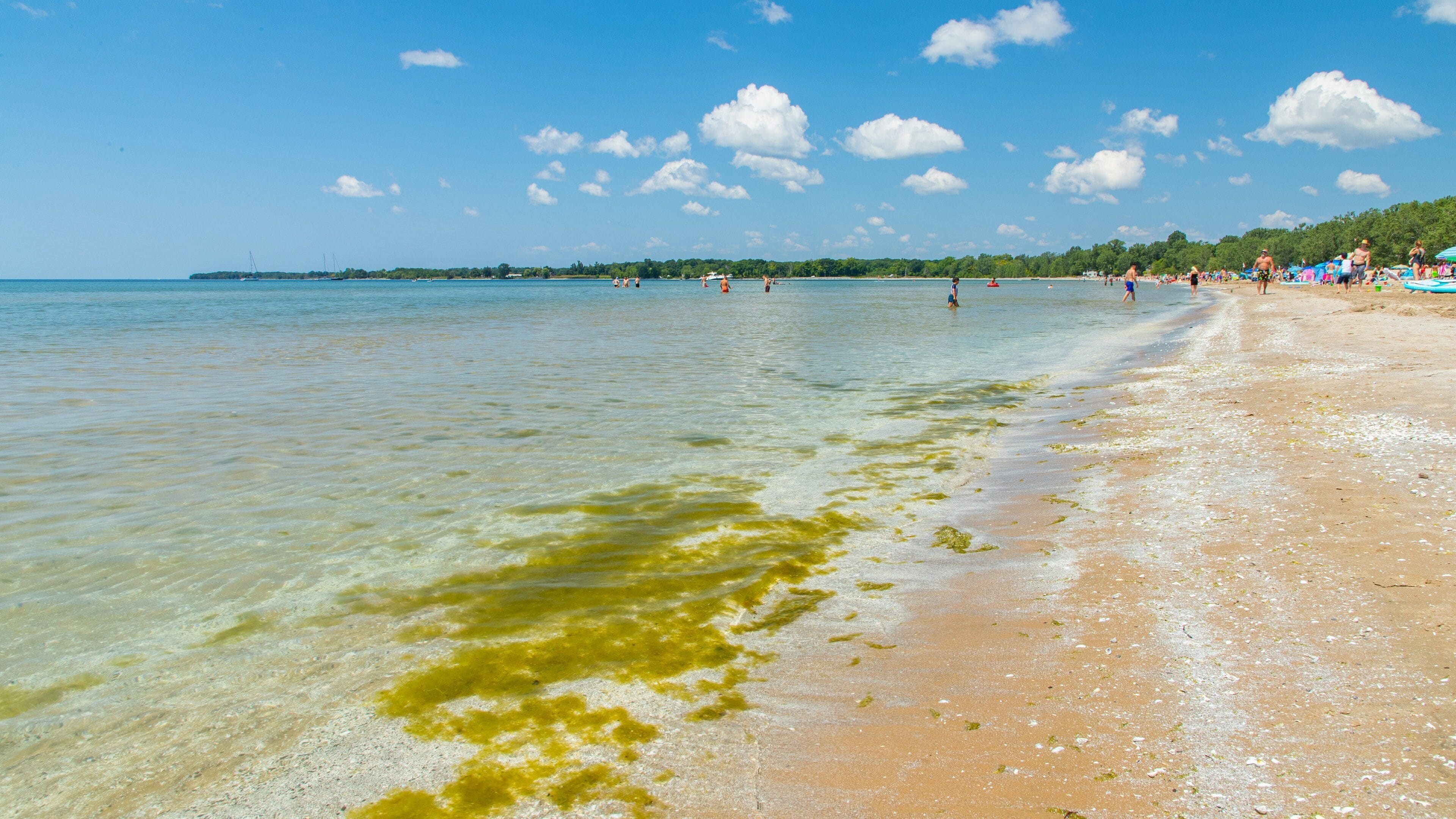 Sandbanks Provincial Park which includes general coastal views and a sandy beach