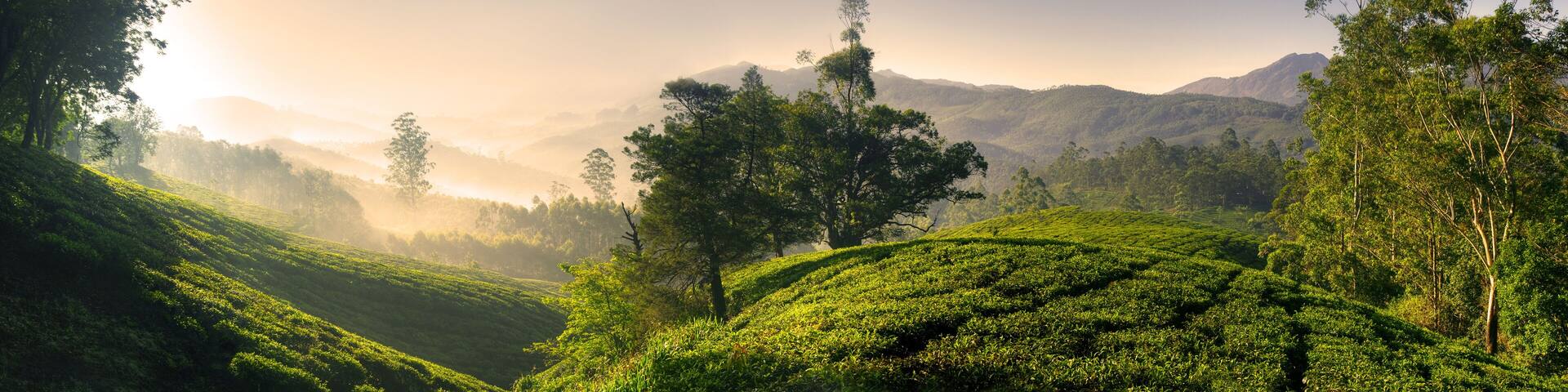 Panorama of Beautiful Sunrise Tea Plantation