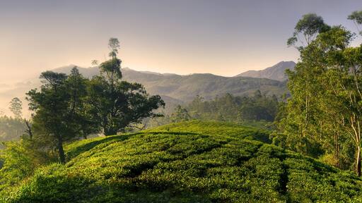 Panorama of Beautiful Sunrise Tea Plantation