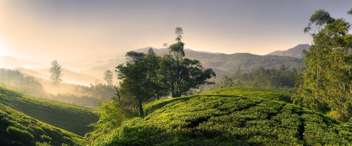 A lush tea plantation with rolling hills and a misty mountain backdrop.