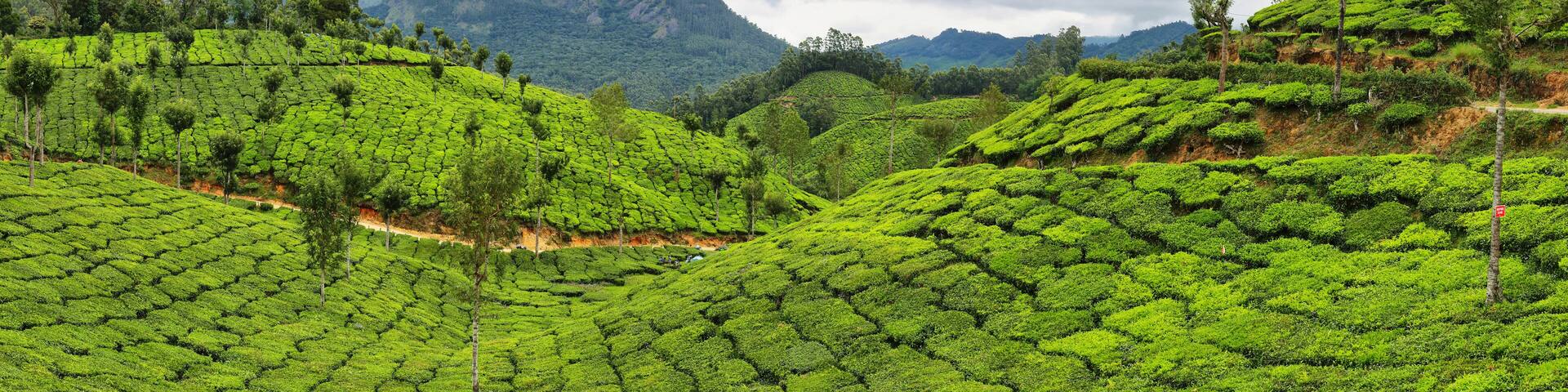 Tea plantations between Yellapatty and Top station in Munnar, Kerala, India