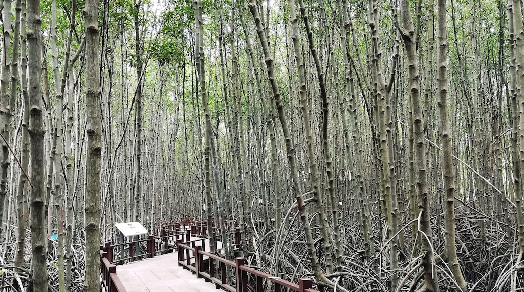 Walking on the trail in mangrove forest. At the back end, there is an observation tower that you can walk up to see the greenery view on top of mangrove forest. #GreatOutdoors