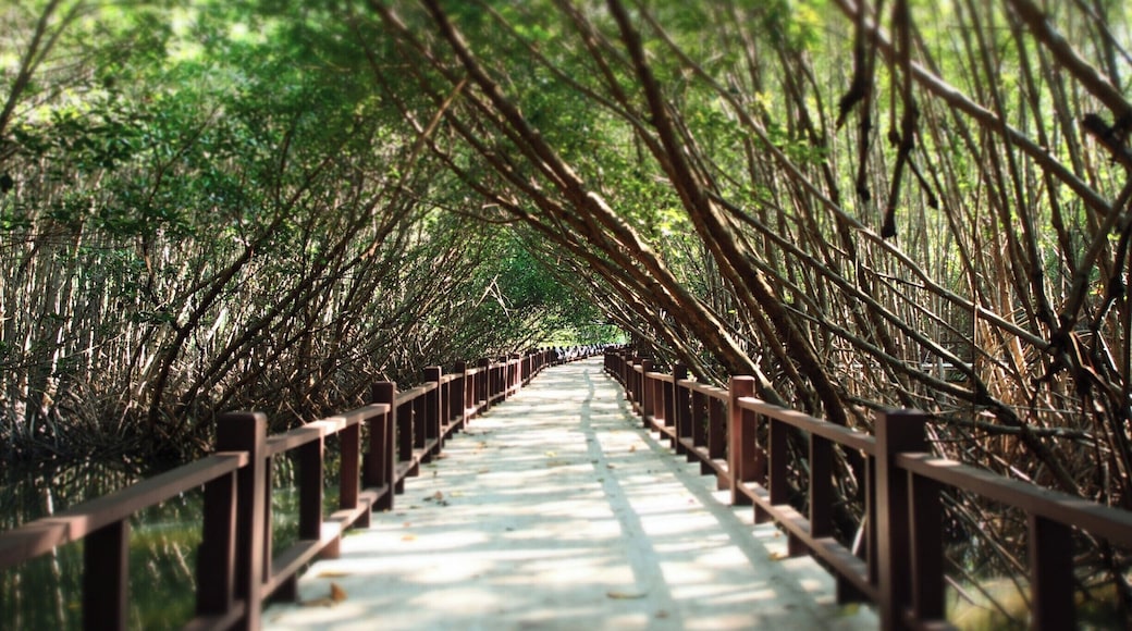 Take a walk through the wonders of a mangrove forest, stay still and discover the underwater life. All in the shade of the trees lining the elevated trail through the forest.
Please don't litter!