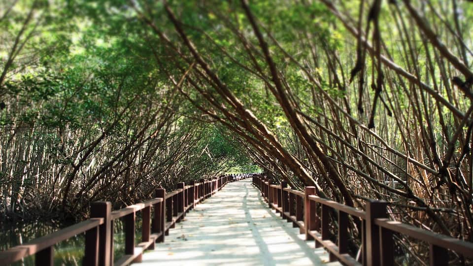 Take a walk through the wonders of a mangrove forest, stay still and discover the underwater life. All in the shade of the trees lining the elevated trail through the forest.
Please don't litter!
