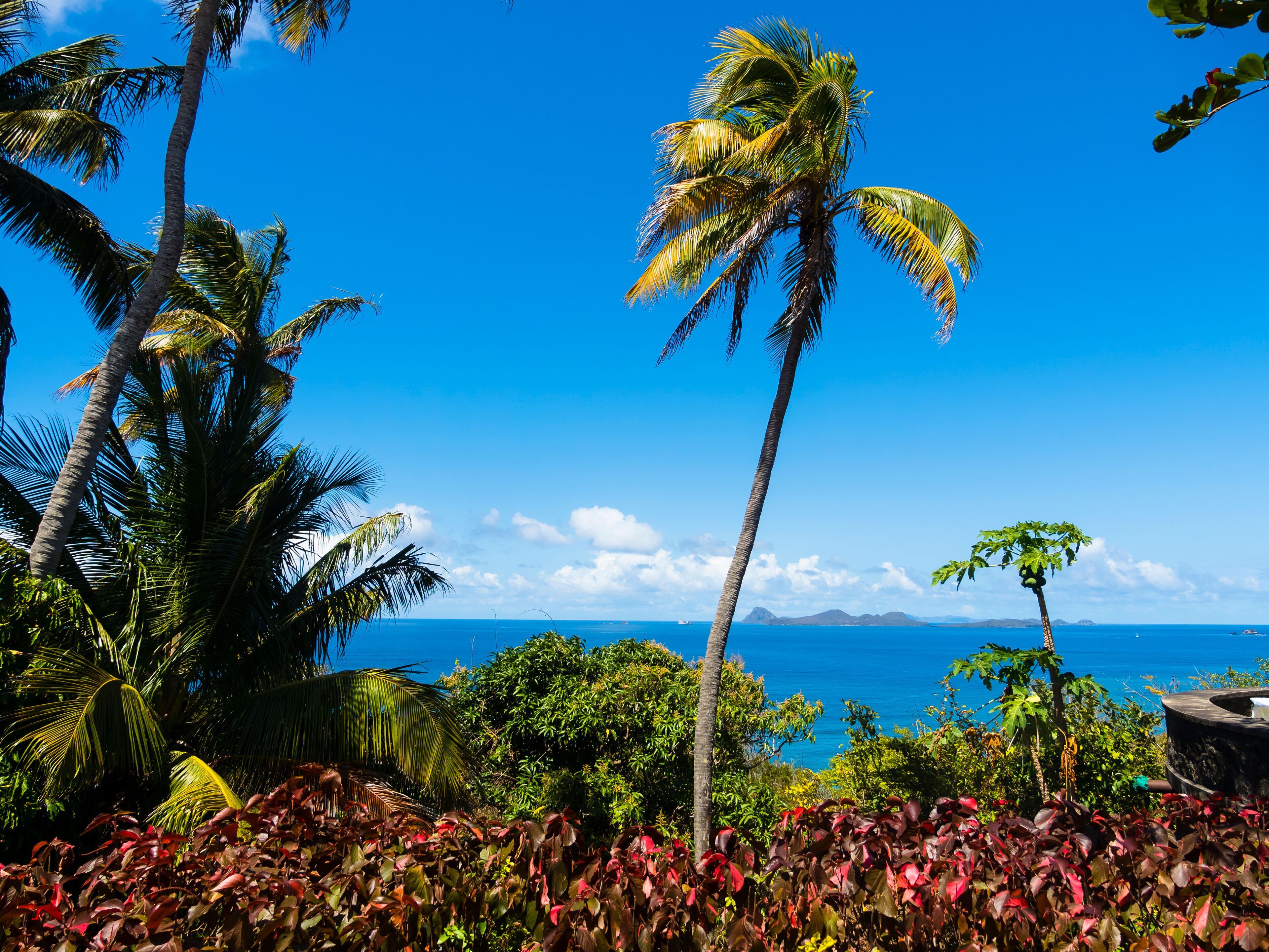 A tropical landscape with palm trees, a variety of colorful foliage, and a view of the ocean.