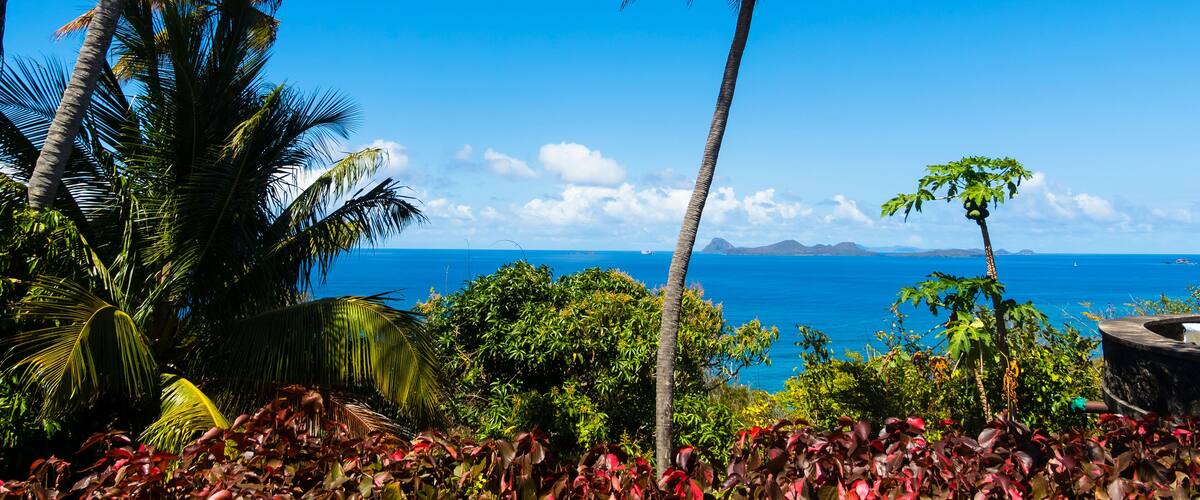 A tropical landscape with palm trees, a variety of colorful foliage, and a view of the ocean.