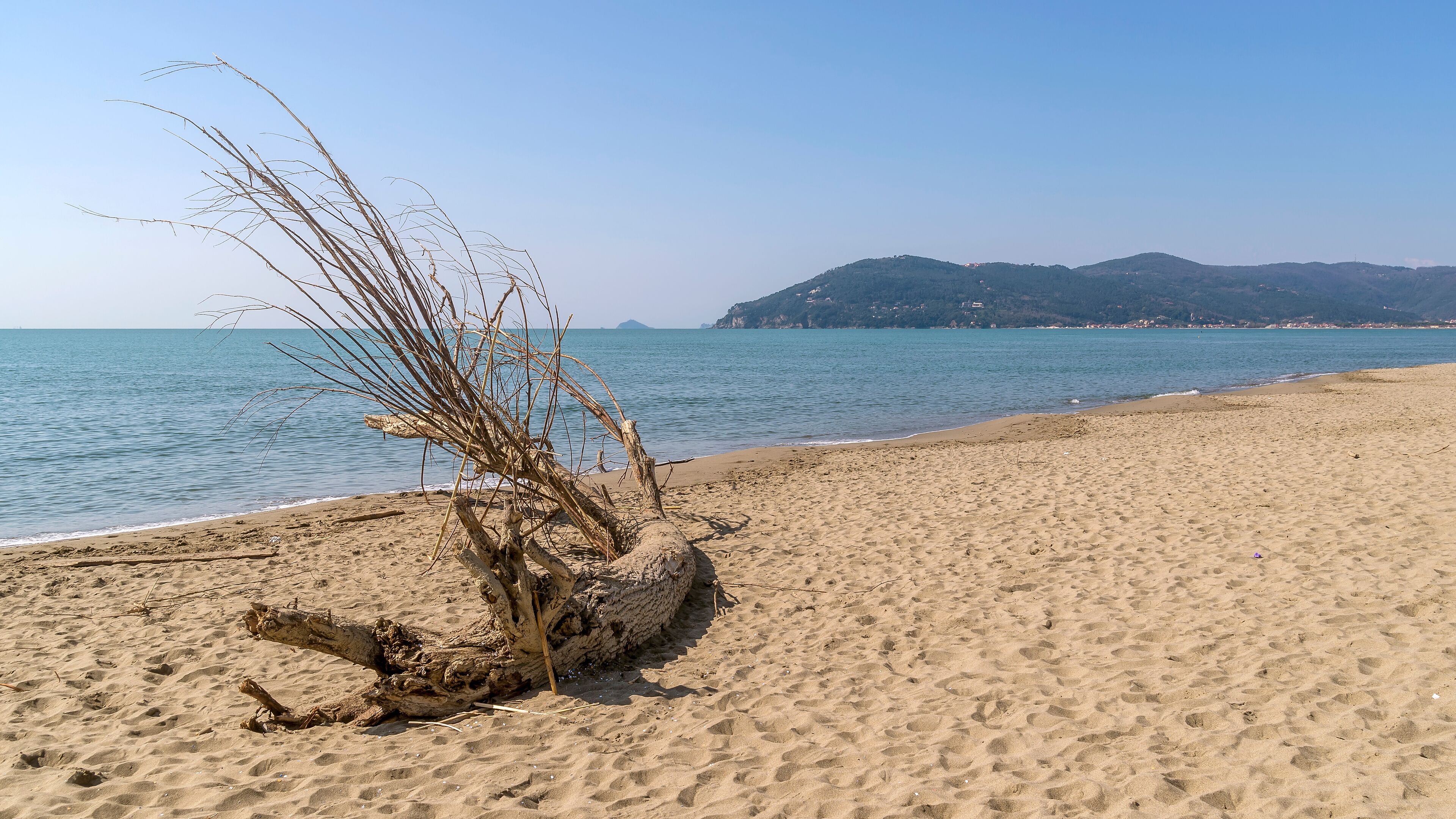 Tree trunks on the sandy beach of Marina di Carrara, Tuscany, Italy, without people on a sunny day