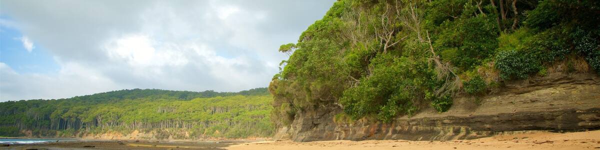 Pebbly Beach welches beinhaltet Strand und Waldmotive