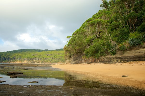 A beach with a sandy shore, calm water, and a forested cliff.