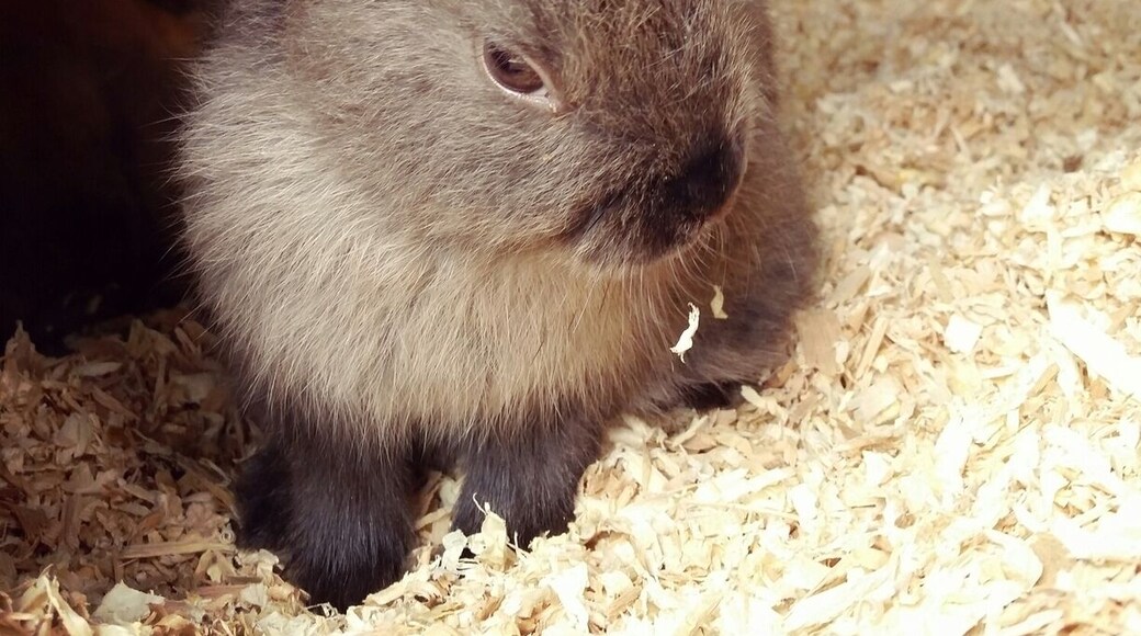 This adorable creature and dozens more are available to snuggle and squee about at this unique park. We fed deer, birds, zebras and goats and even got kissed by a giraffe! Highly Recommend for #Familytravel
