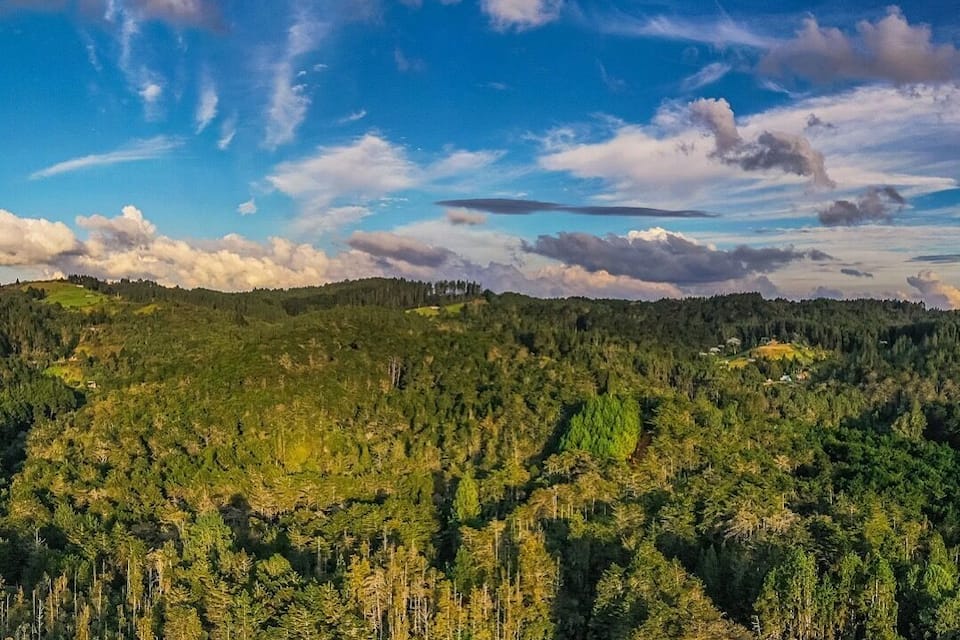 Un bosque denso con cielo despejado.