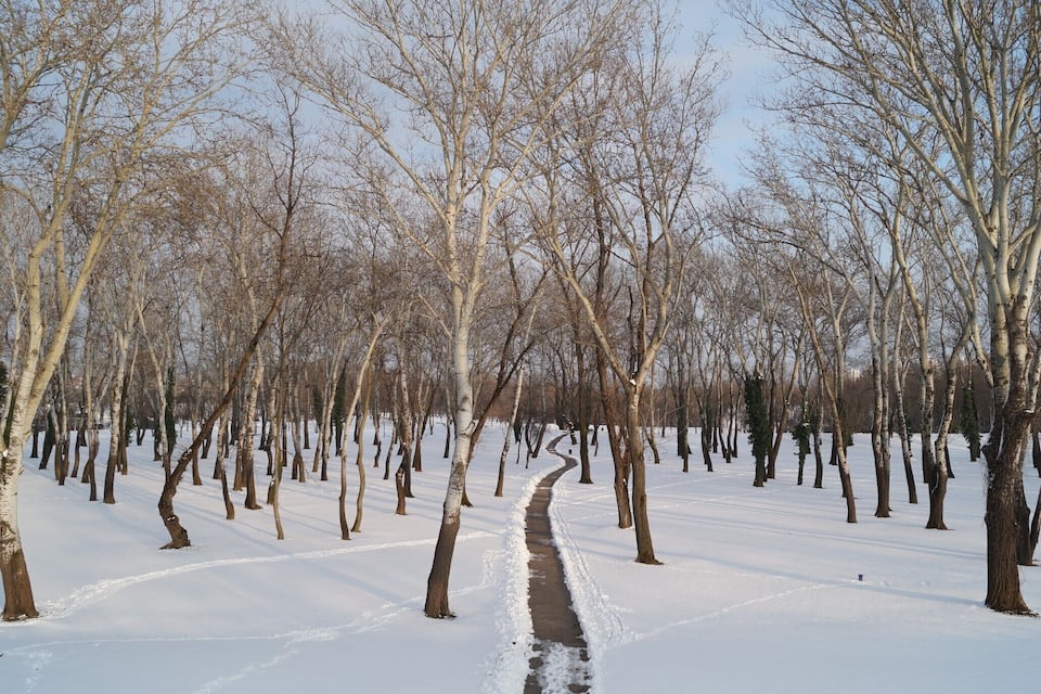 Uma trilha coberta de neve serpenteia por um bosque de árvores sem folhas.