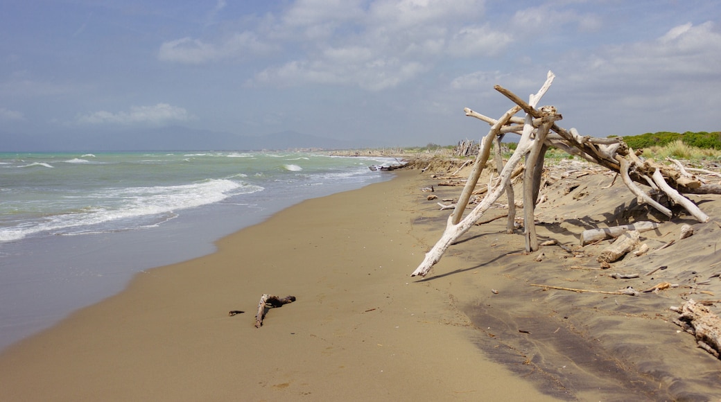 Marine landscape. Beach with dead tree trunks. Sea with waves under the sky with white clouds. Adventure concept. Principina a Mare free beach, Tuscany, Italy.