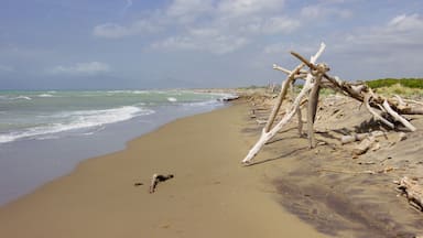 A sandy beach with driftwood and waves.