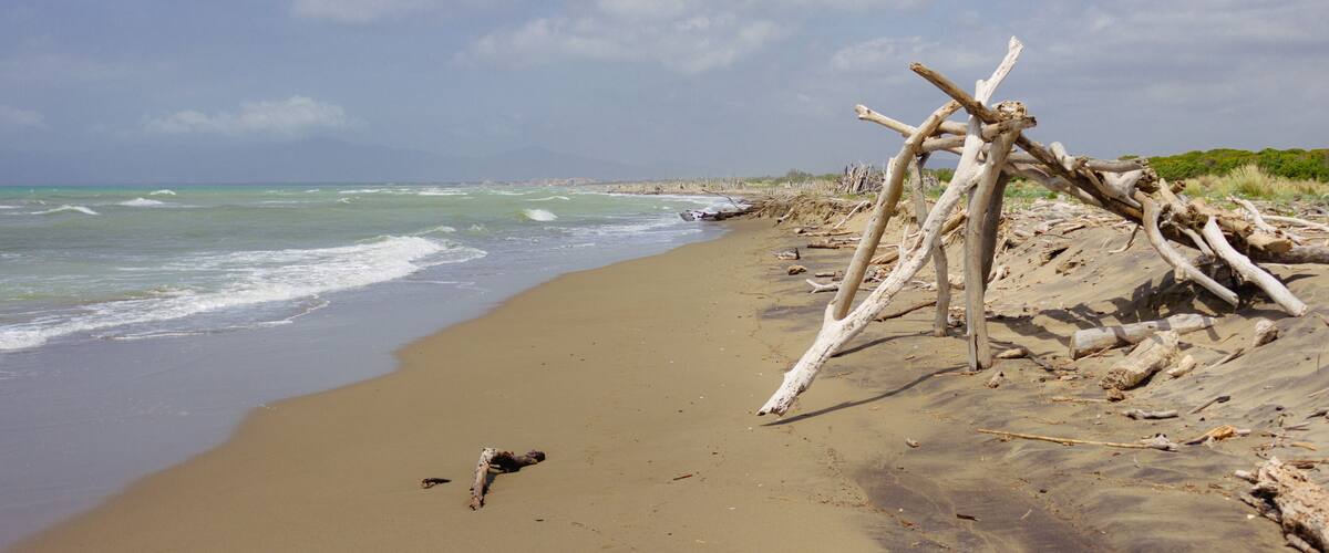 A sandy beach with driftwood and waves.