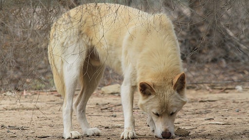 Alpine Dingo