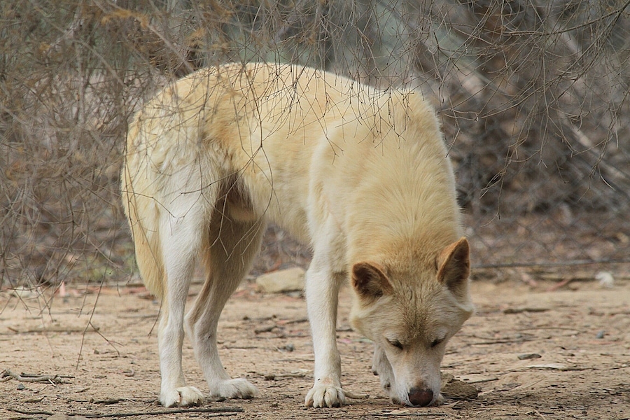 Alpine Dingo