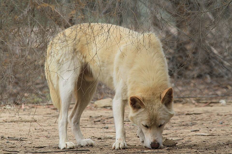 A light-colored dog standing on a dirt path with sparse vegetation in the background.