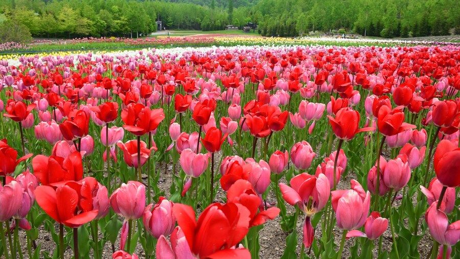 Taman Negara Lereng Bukit Takino Suzuran