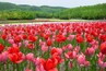 A vast field of red and pink tulips with a forested hill in the background.
