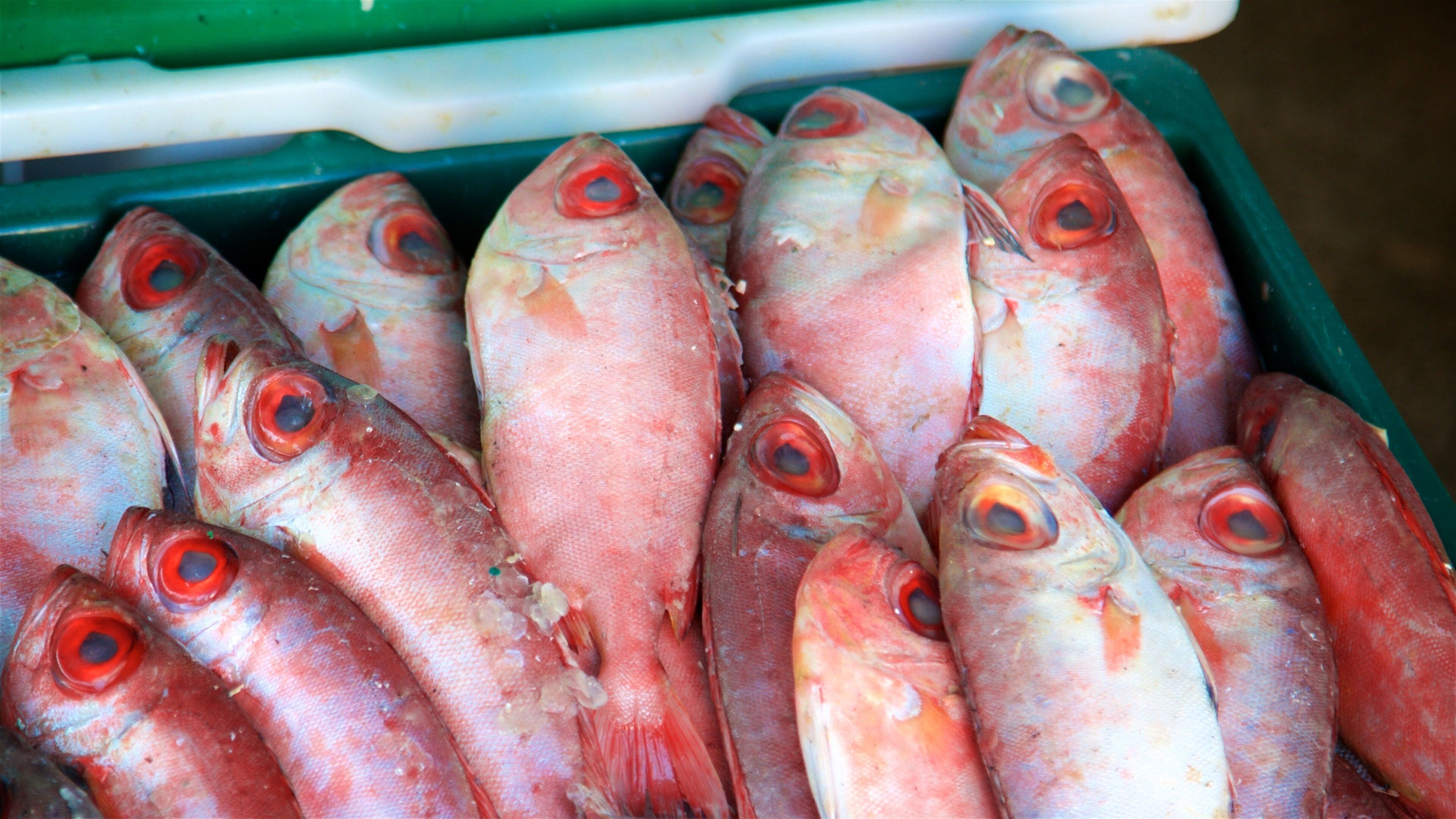 Una exhibición de peces rojos con ojos grandes, probablemente para la venta.
