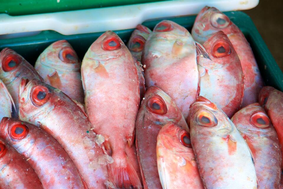 Una exhibición de peces rojos con ojos grandes, probablemente para la venta.