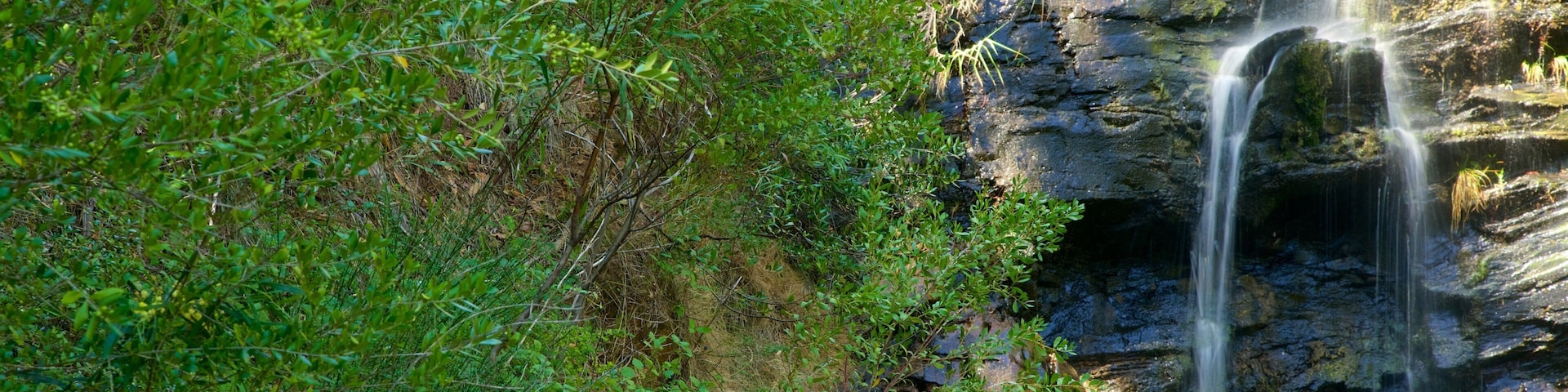 Catarata Gully ofreciendo una cascada y un río o arroyo