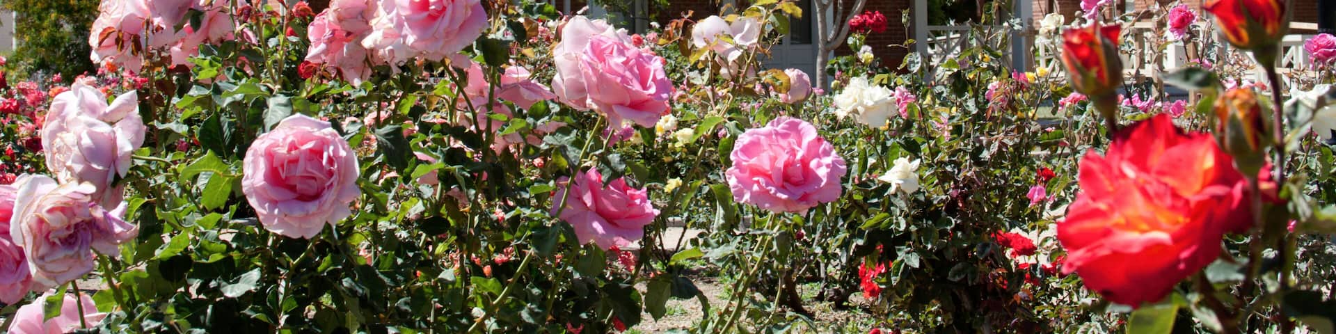 Sahuaro Ranch House and Rose Garden