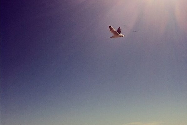 #beach #sea #sun #aldinga #adelaide #bird