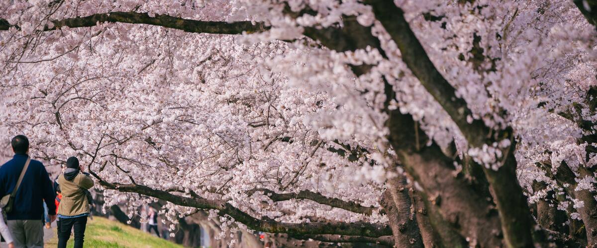 福生多摩川沿いの桜
