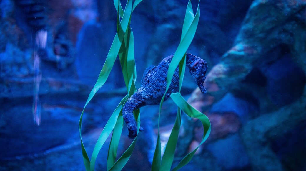 Sea Life Aquarium
