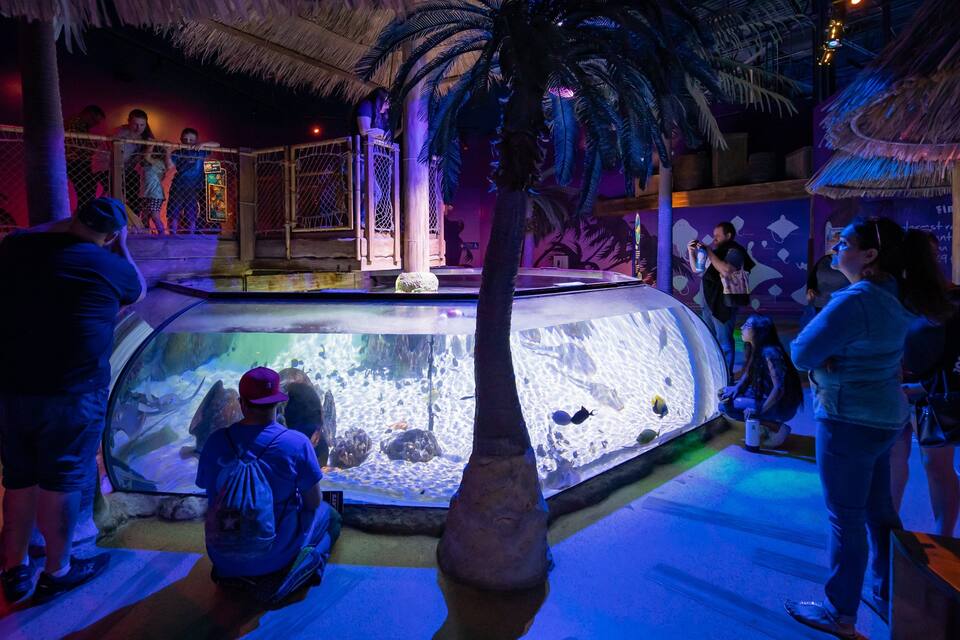 An aquarium with tropical decorations, including palm trees and a thatched roof structure.