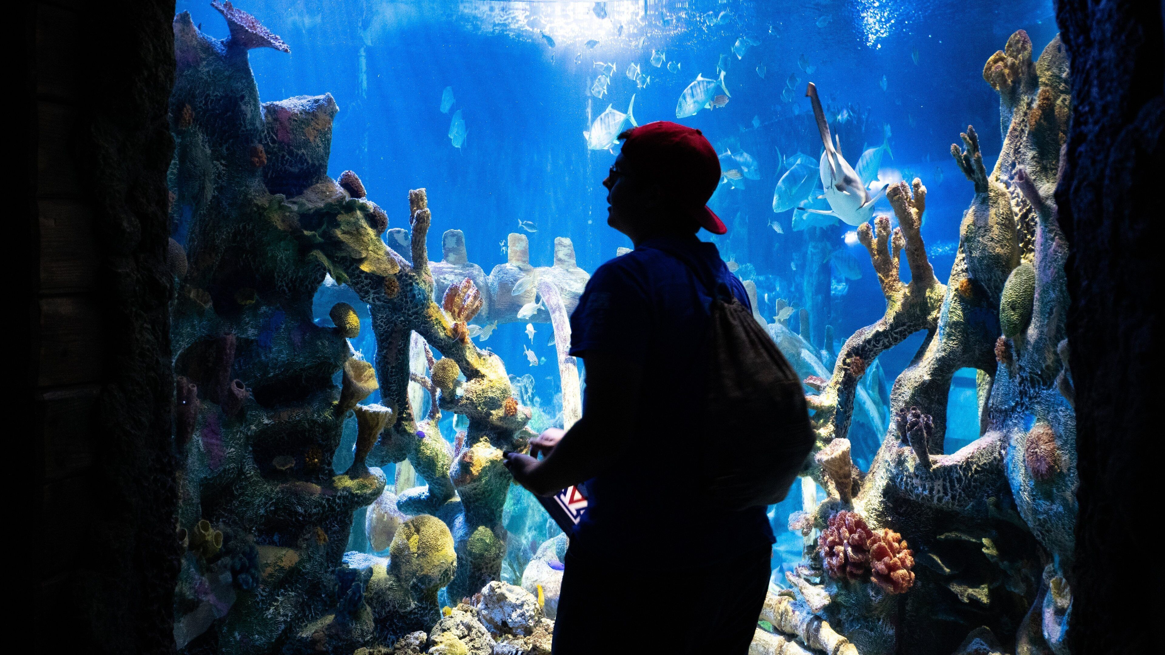 Sea Life Aquarium
