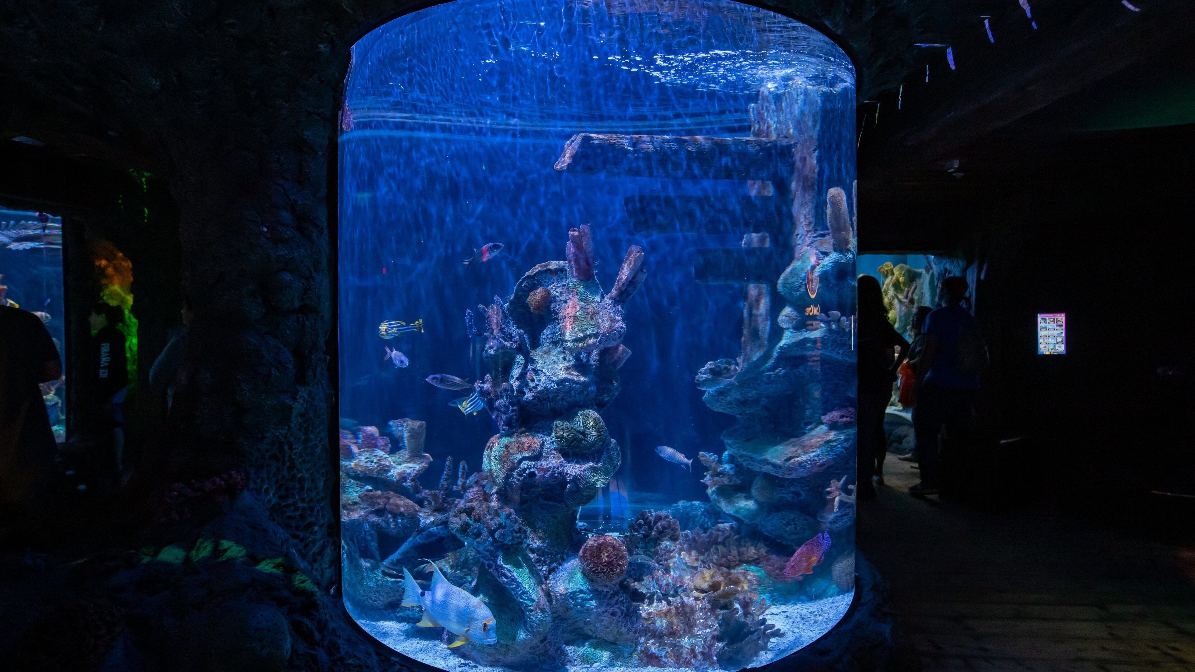 SEA LIFE Arizona Aquarium