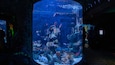 SEA LIFE Arizona Aquarium