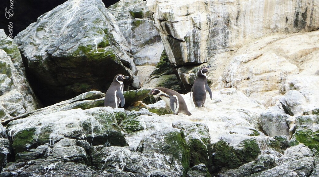Humboldt penguins.